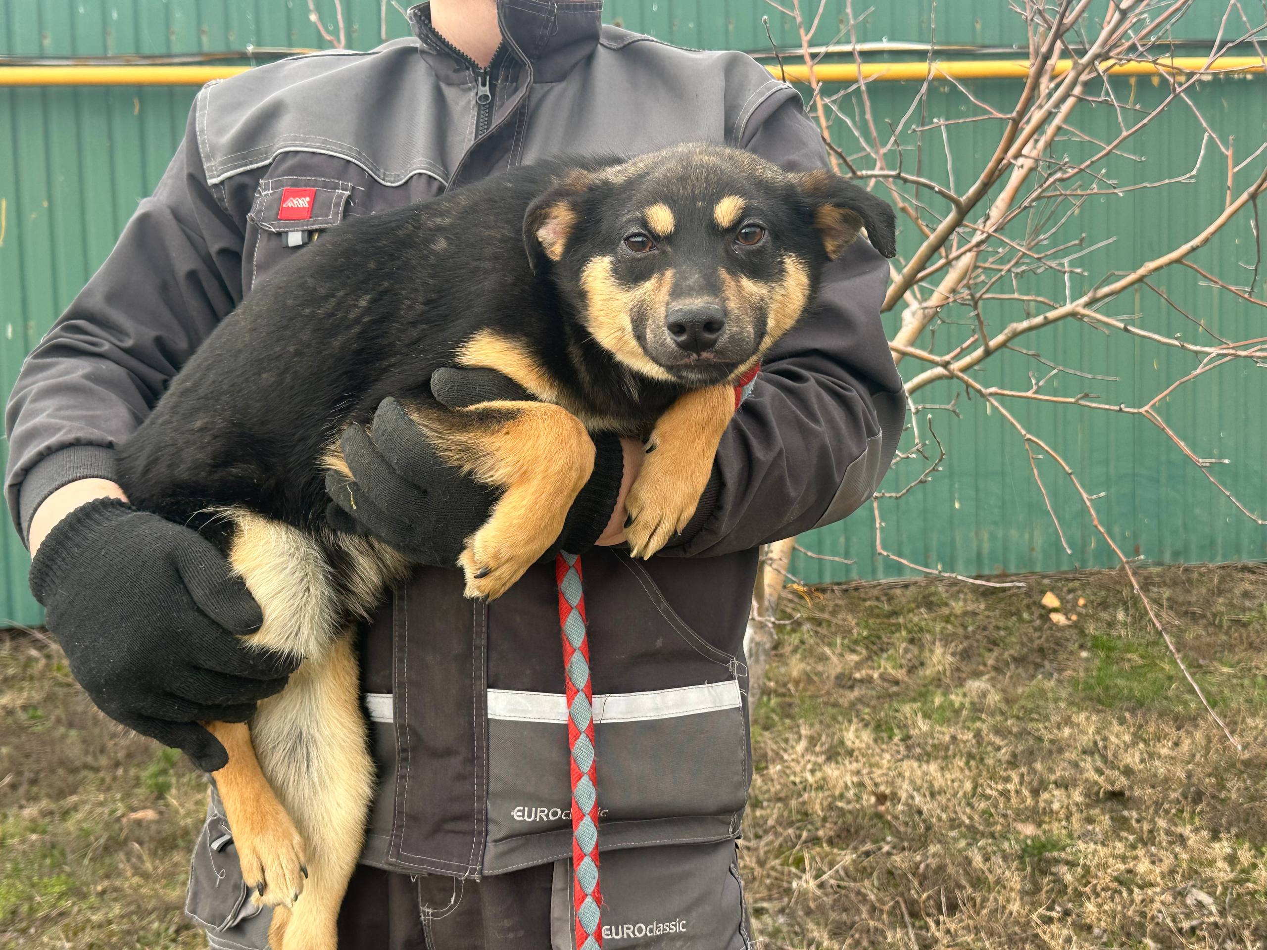 Барні photo