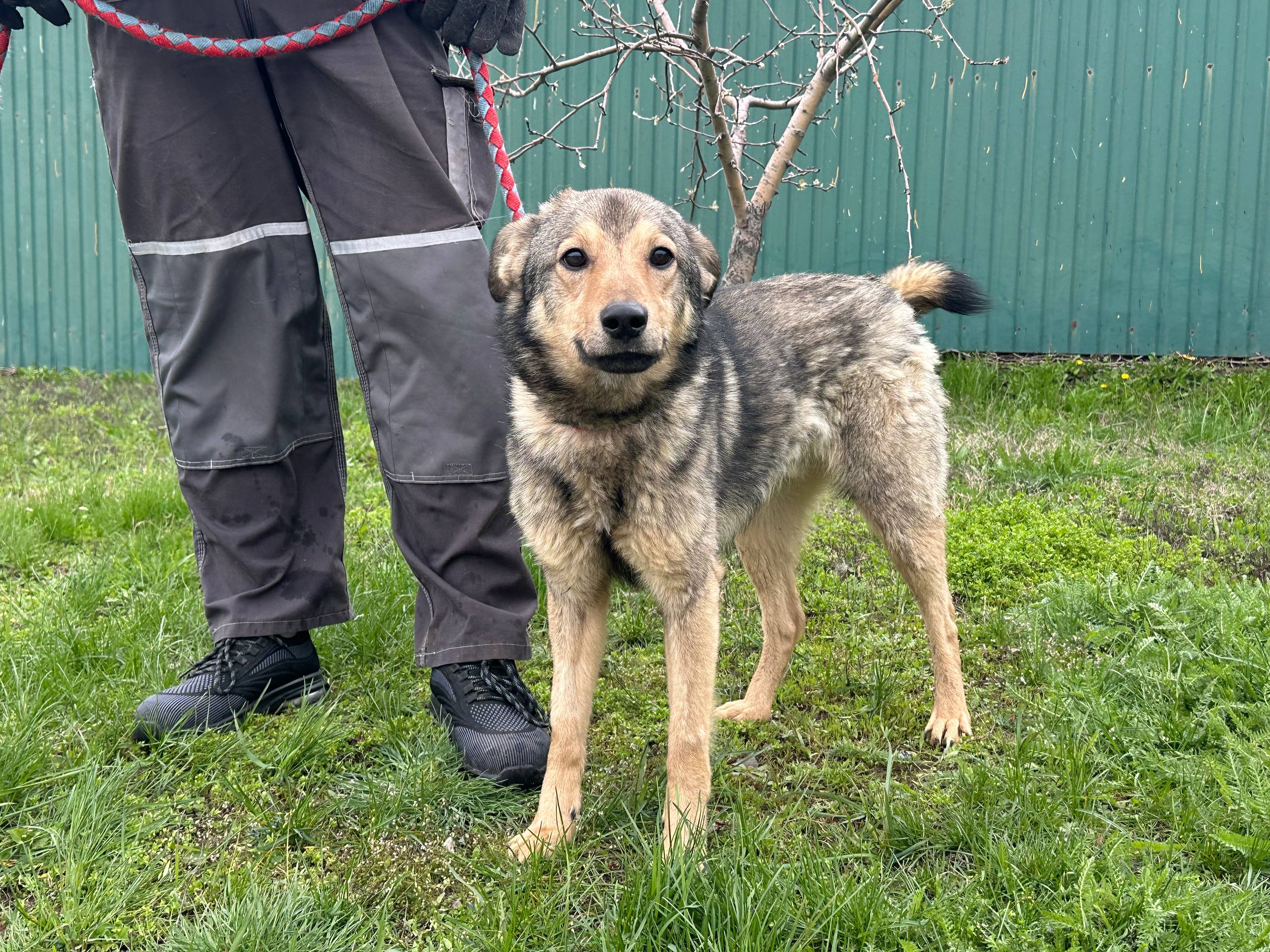 Льова photo